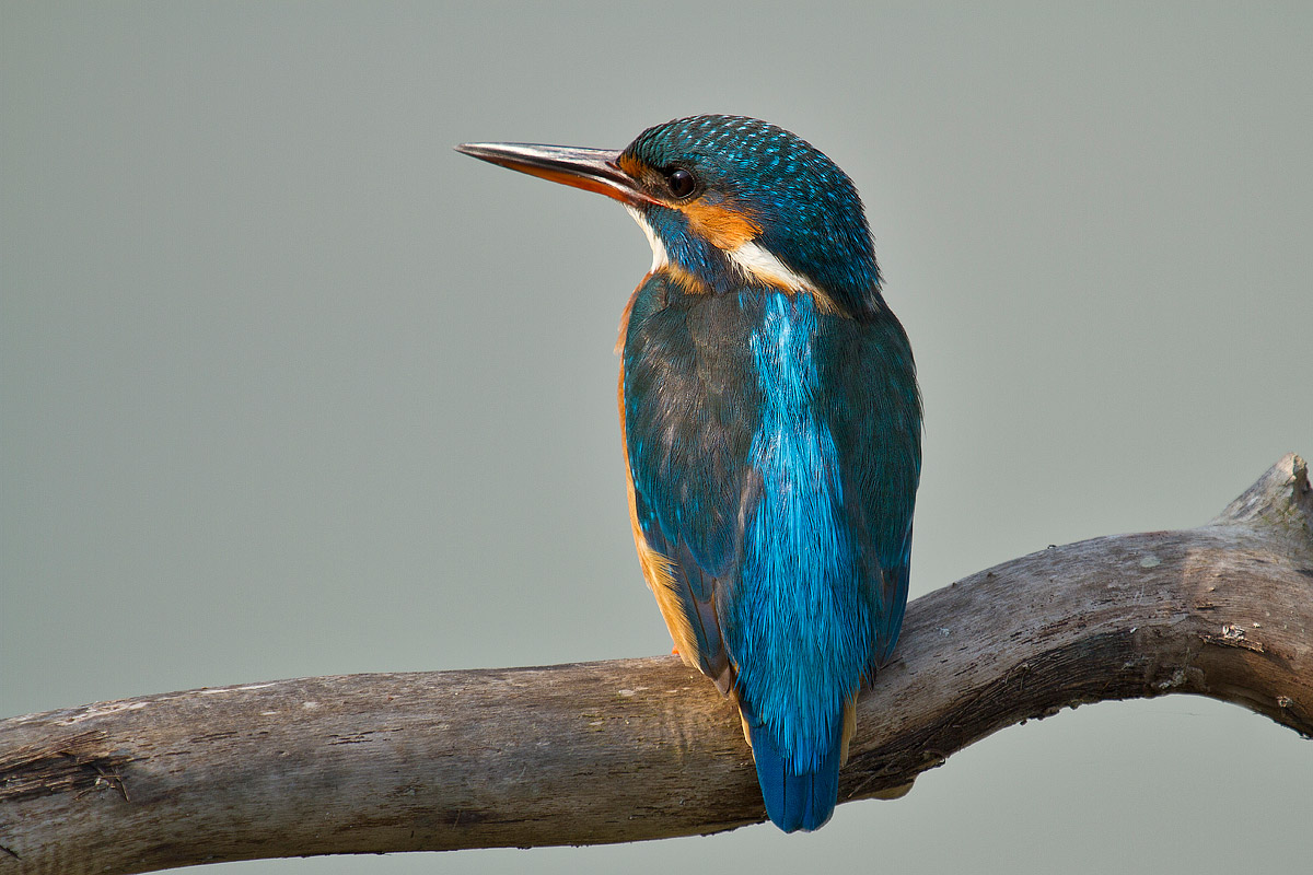 Kingfisher