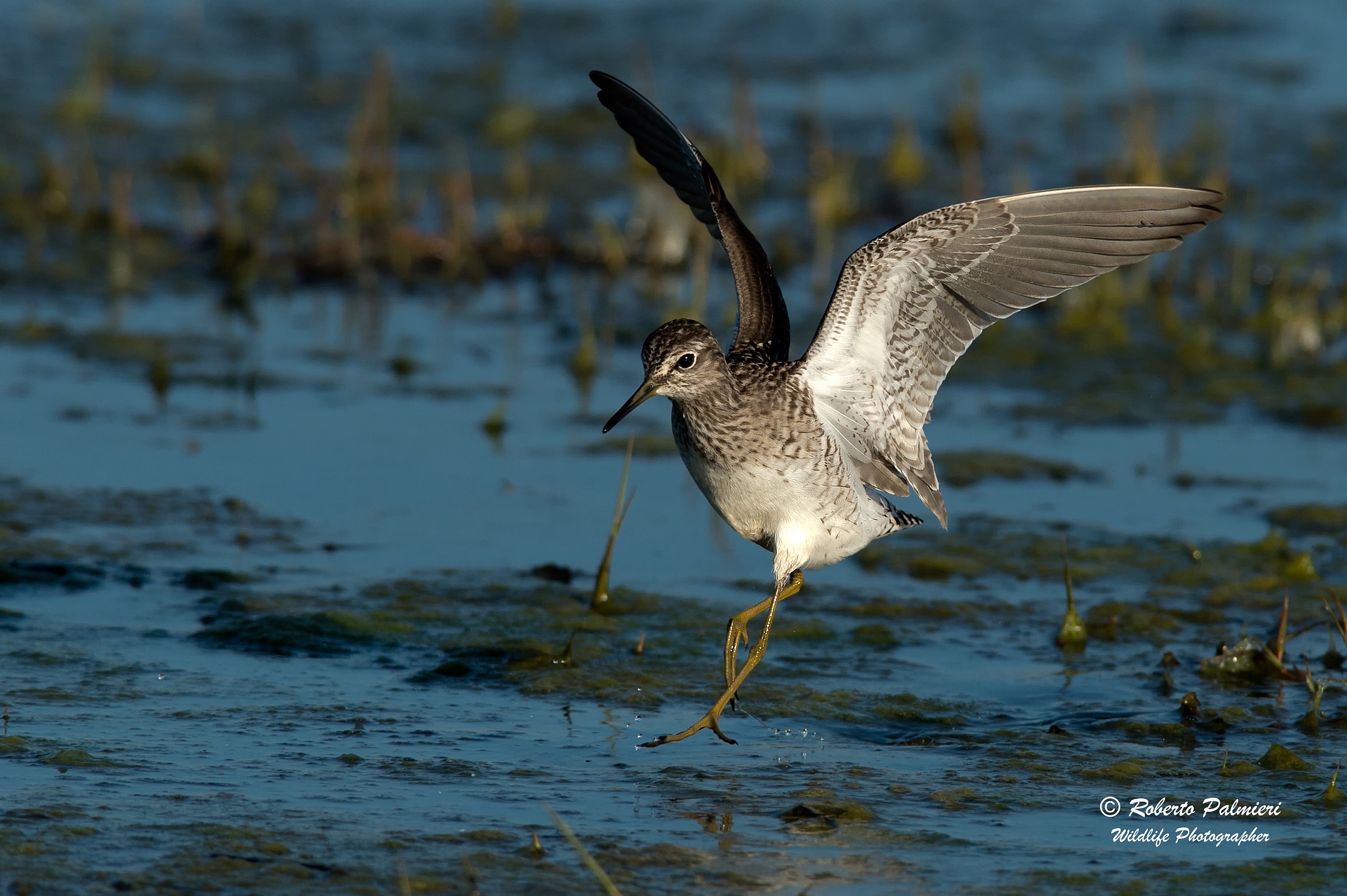 Piro Piro (Wood sandpiper)