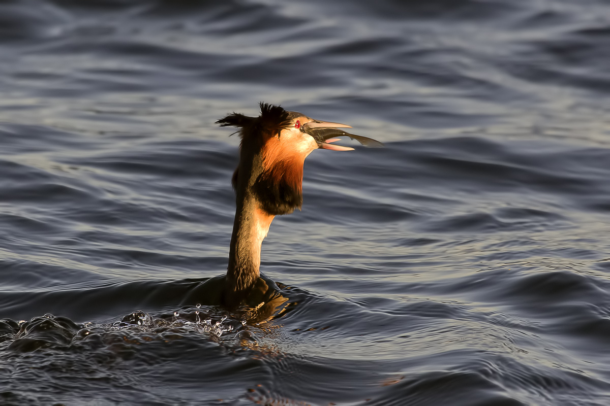 la cena dello Svasso