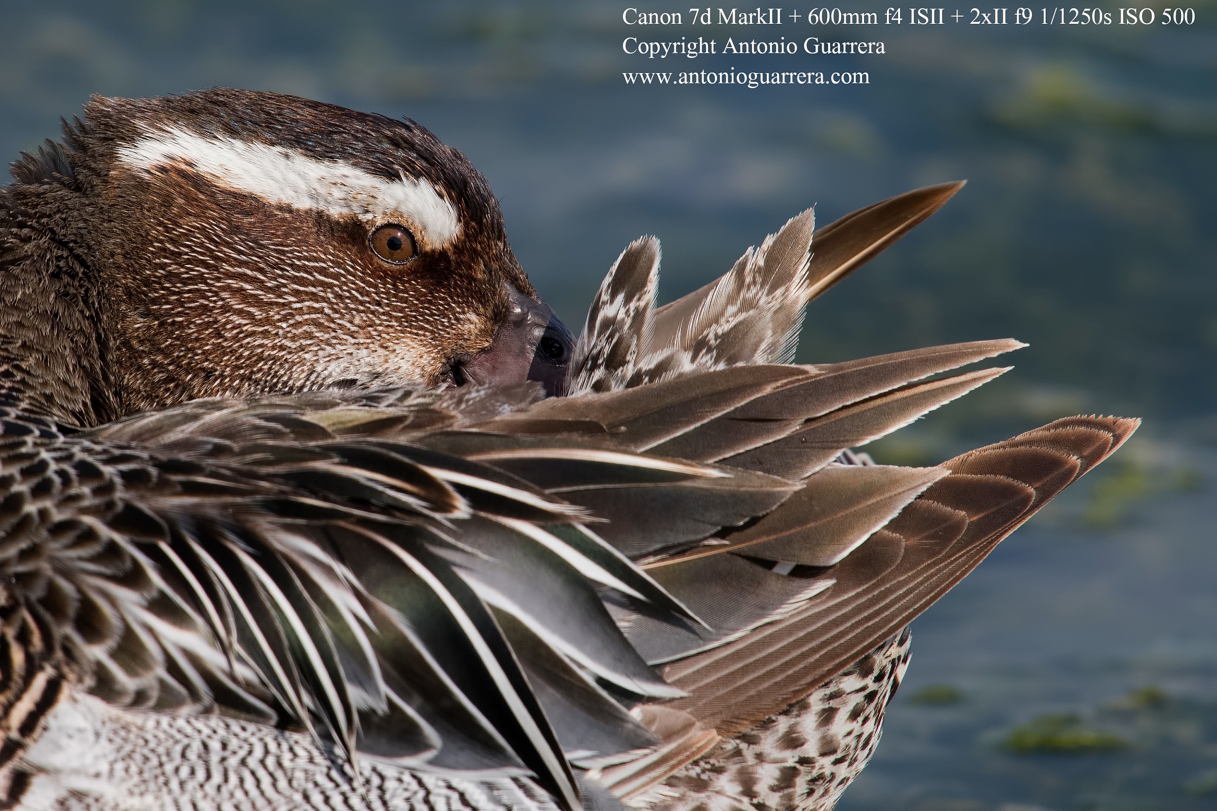 Garganey