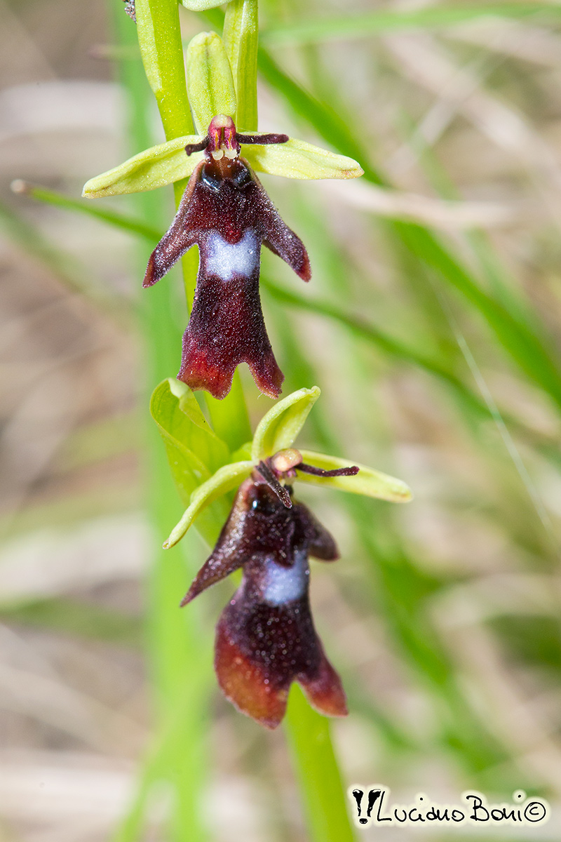 Ophrys insectifera