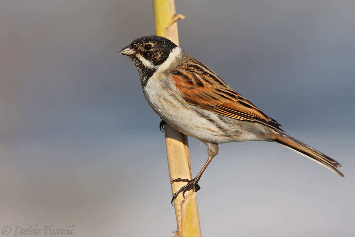 Bunting male (Common reed bunting)