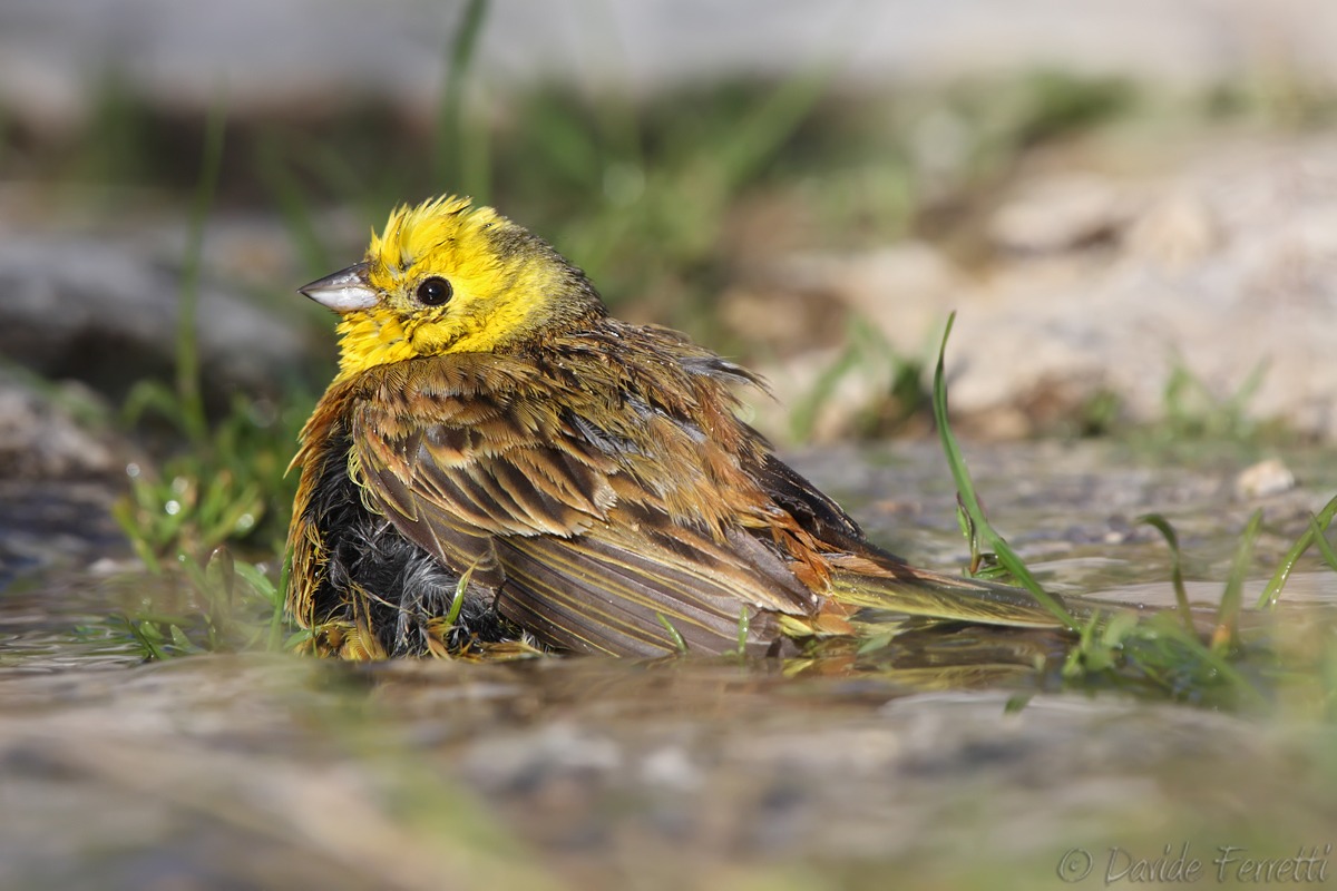 Yellowhammer (Yellowhammer)