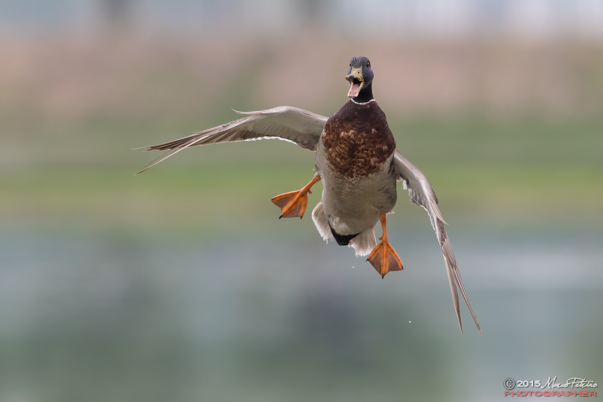 Mallard (Anas platyrhynchos)