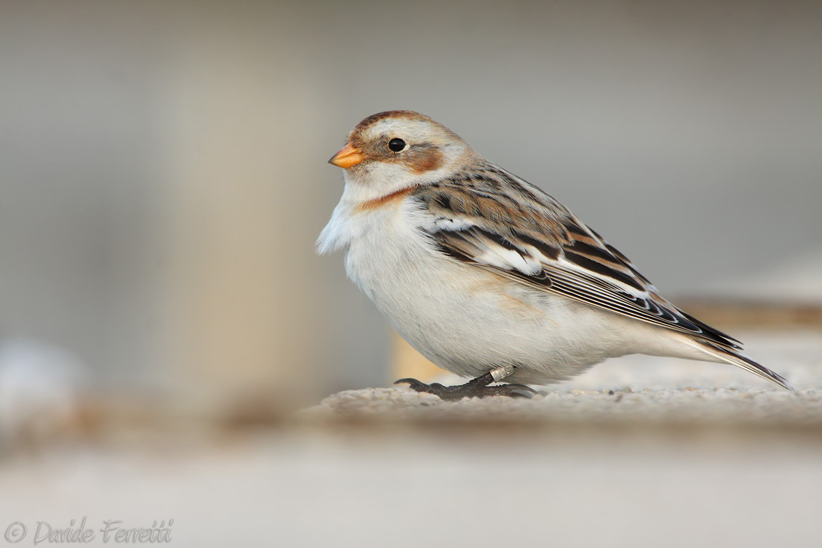 Snow Bunting (Snow bunting)