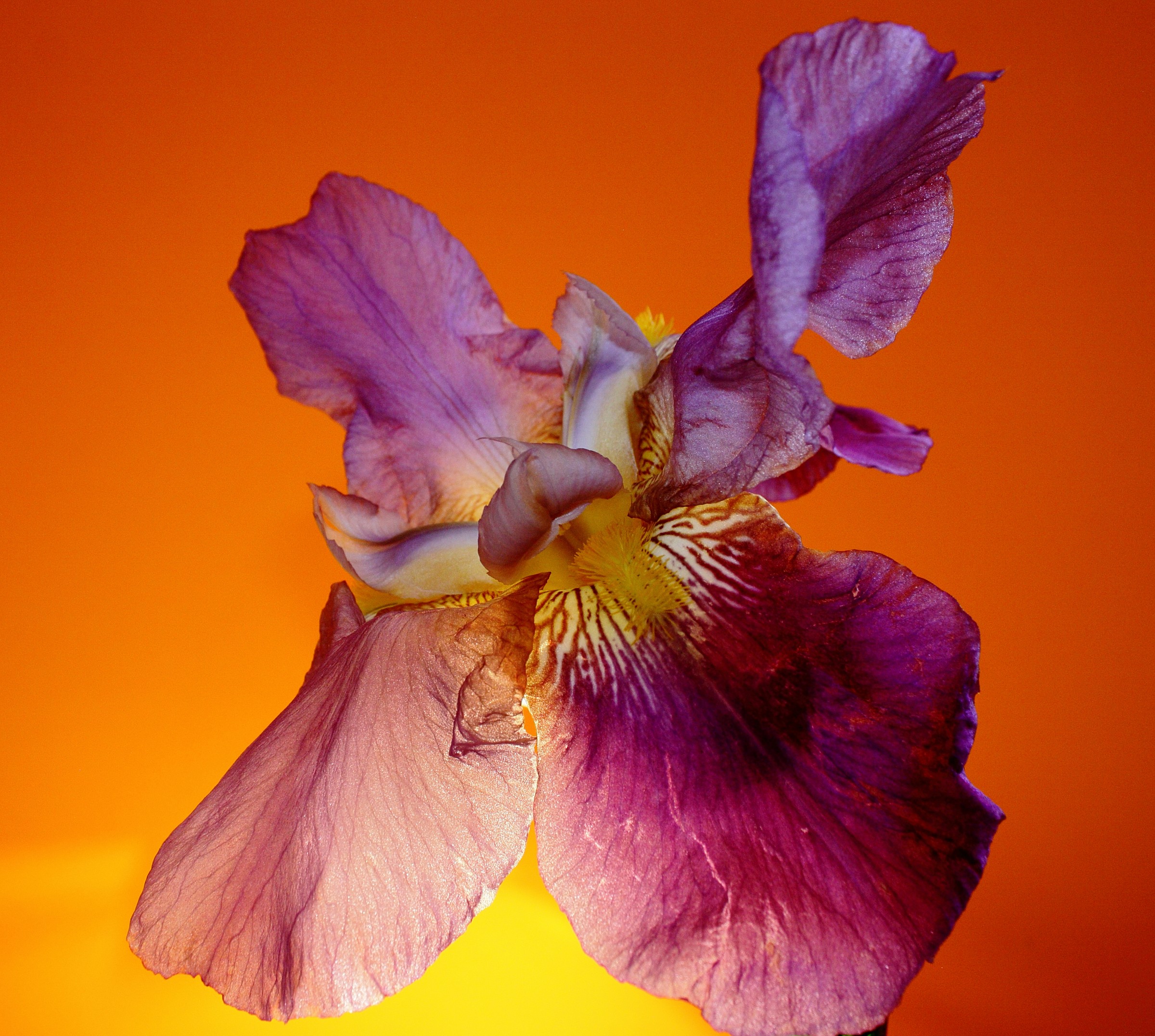 .... Flower or butterfly ?? ...