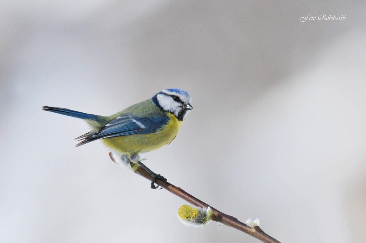 Cinciarella...primaverile....