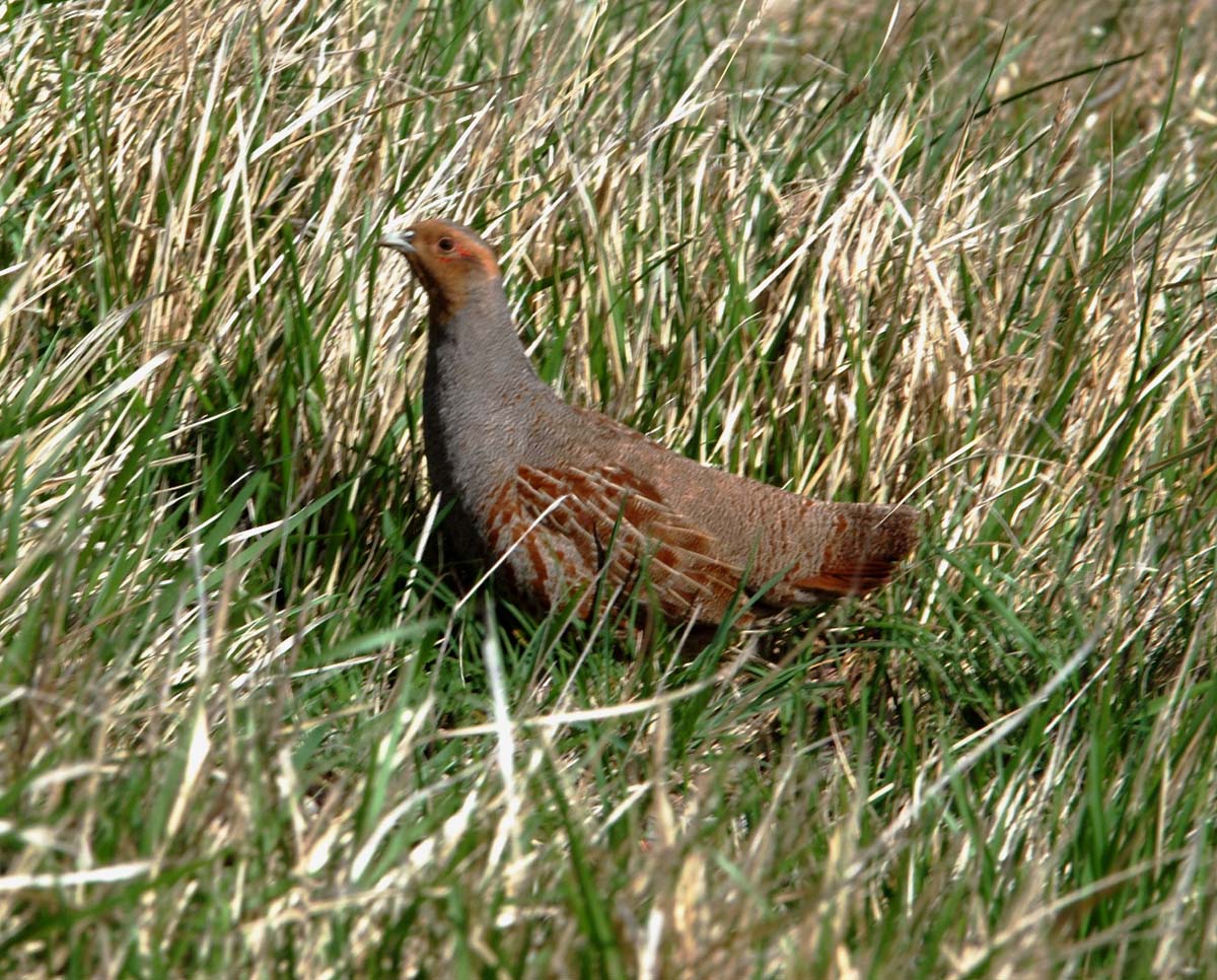 Partridge
