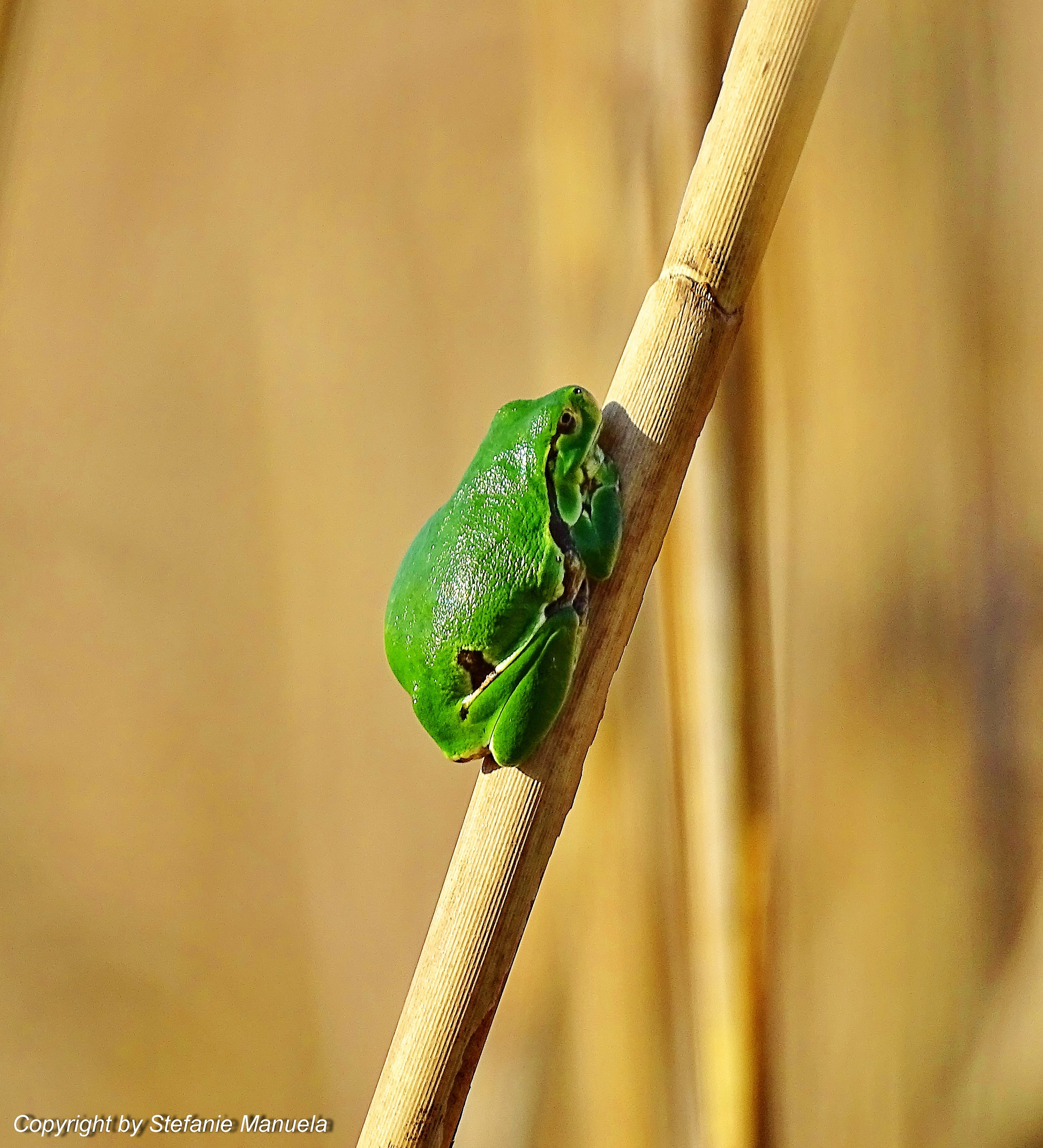 Green Frog