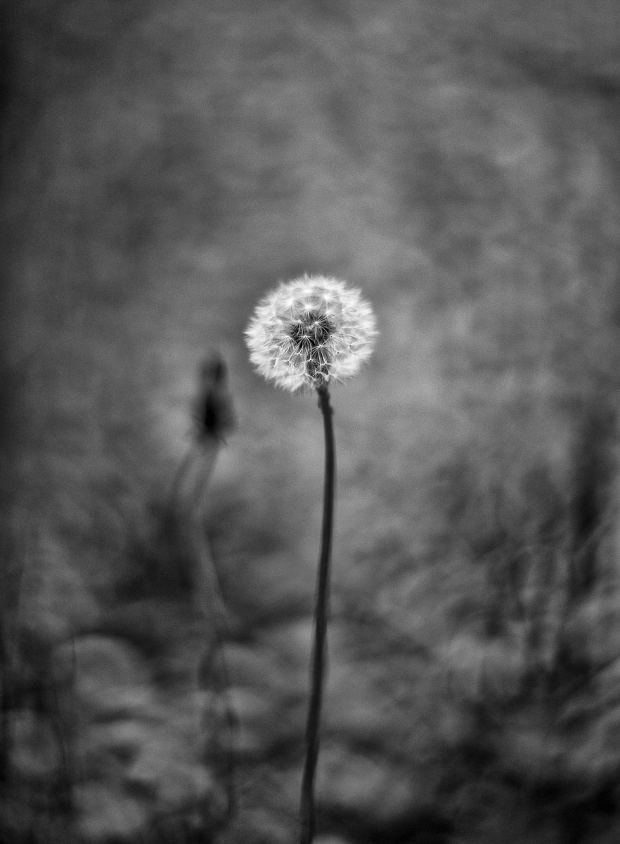 lonely in the shadow