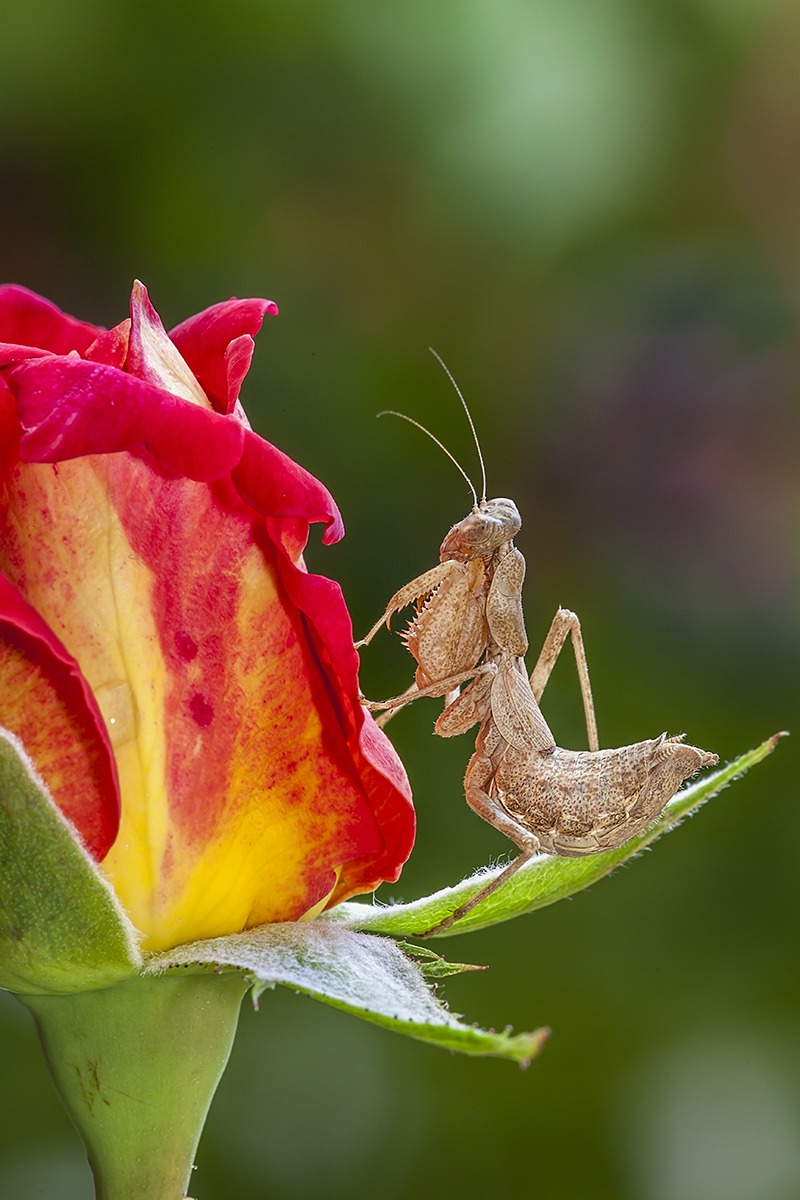 pink with mantis spallanzani