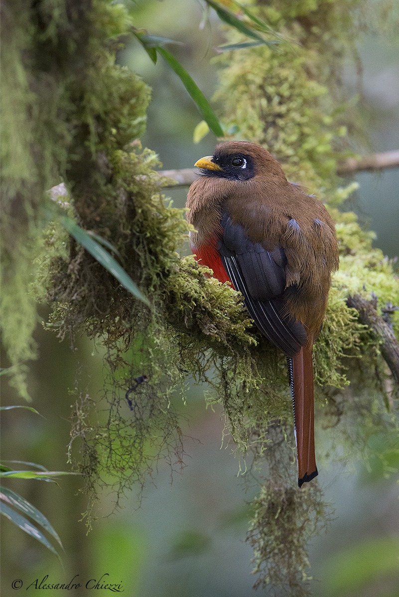 Masked trogon (female)