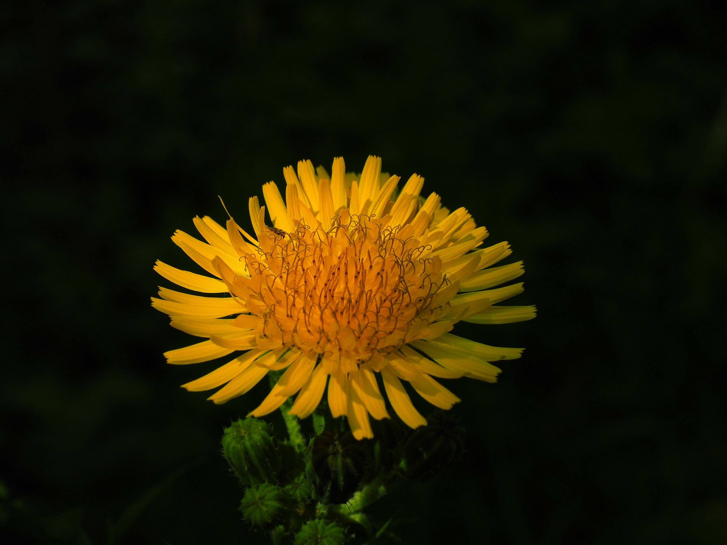 Yellow flower