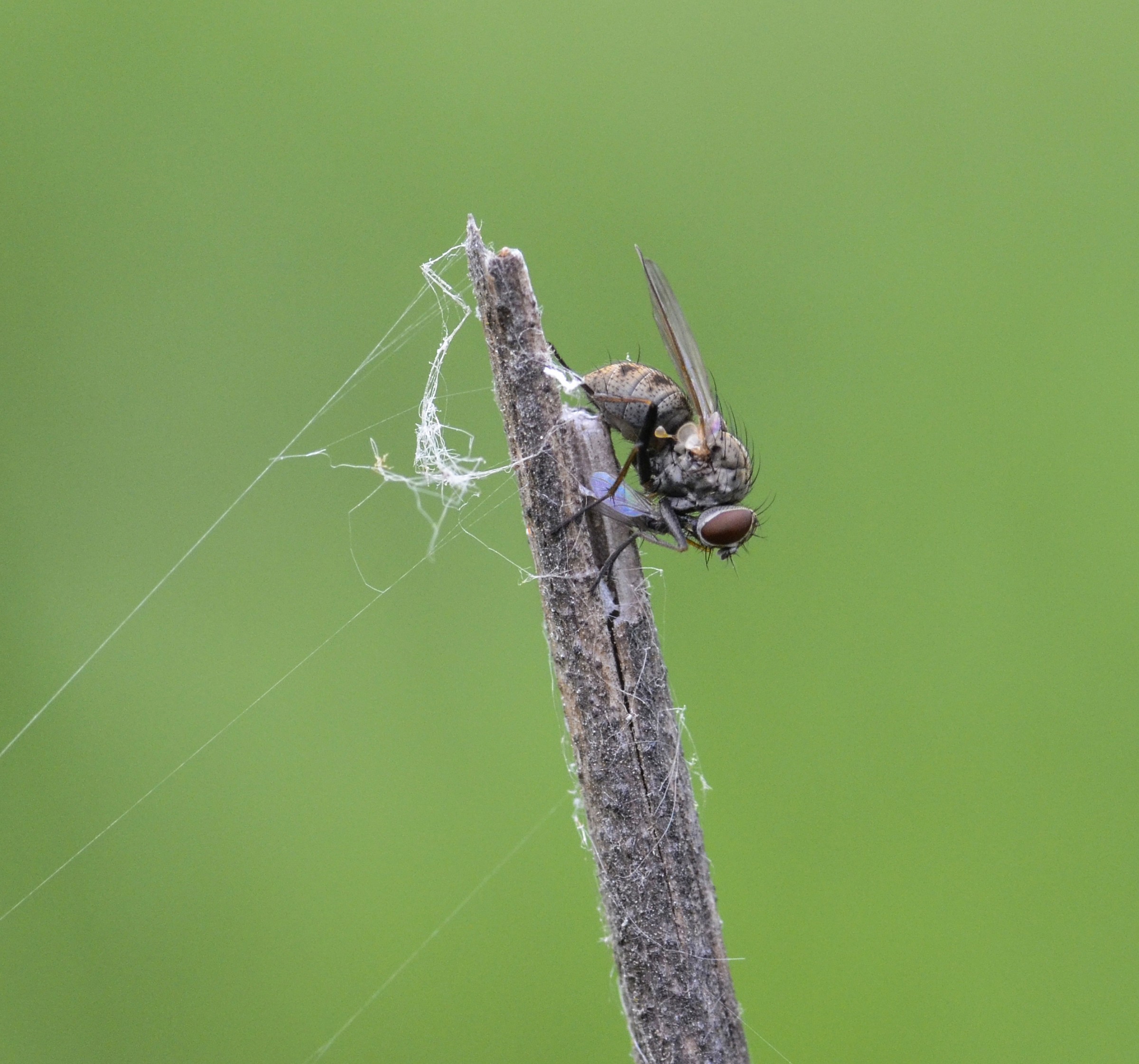 Diptera with prey