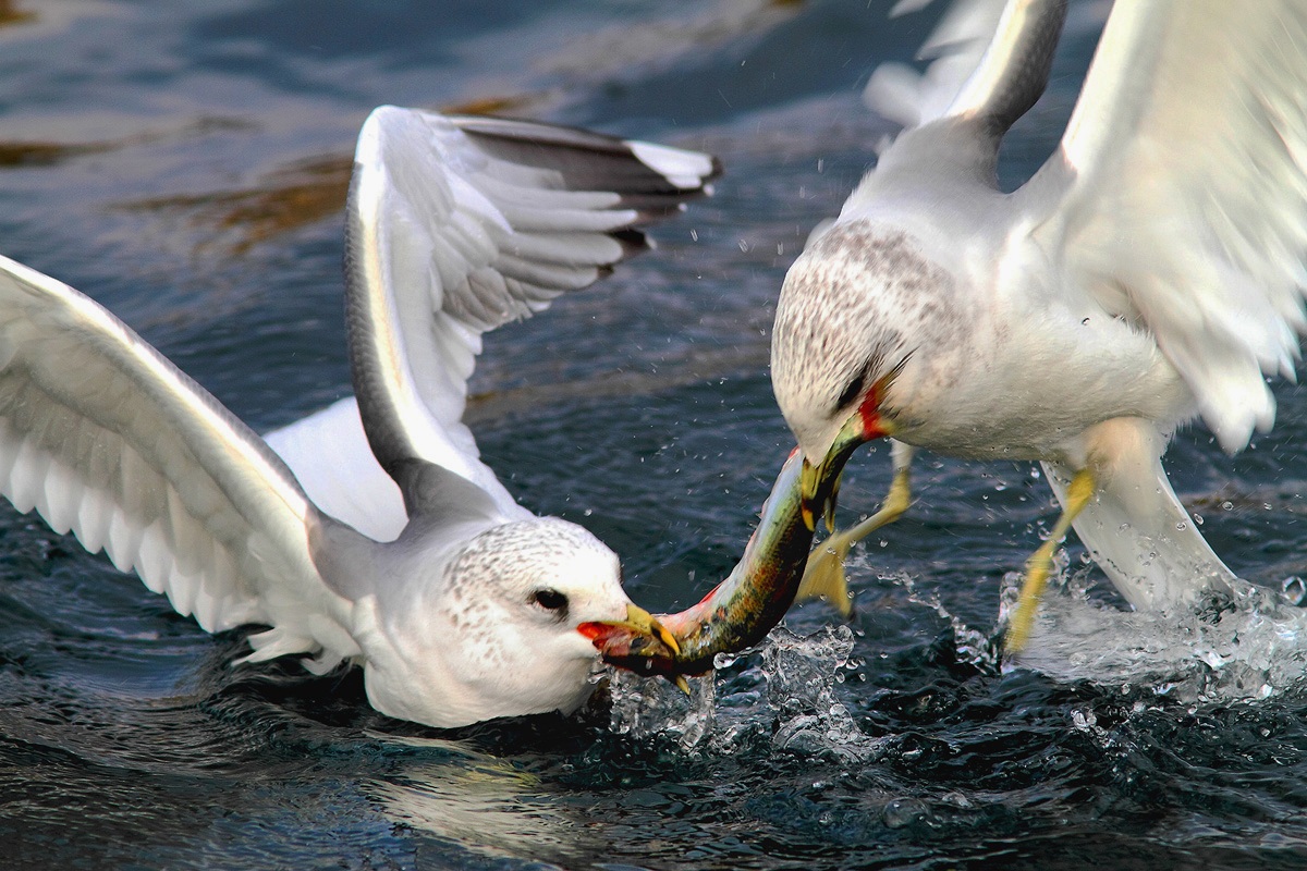 seagulls with prey