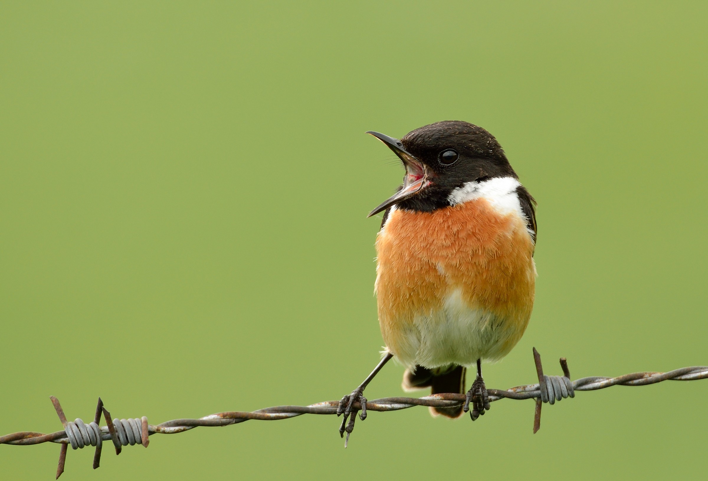 Stonechat - I
