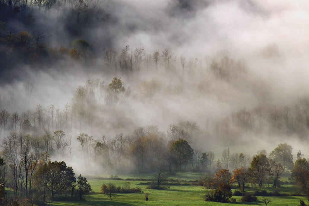Il bosco dei misteri