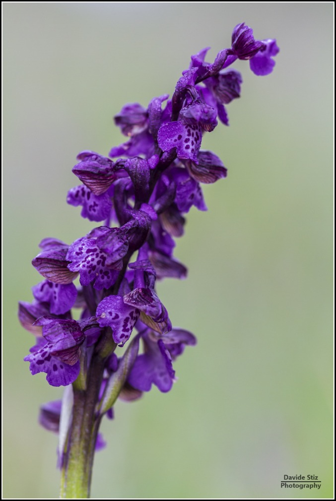 Anacamptis Morio