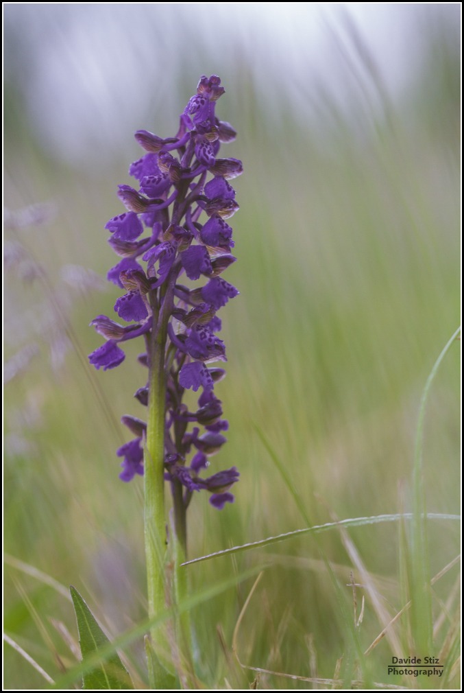 Anacamptis Morio