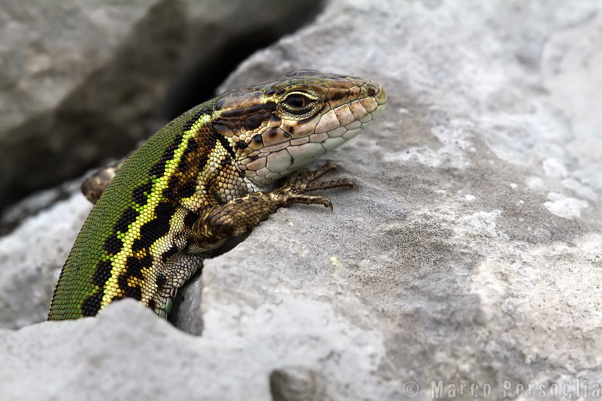 Dalmatian wall lizard