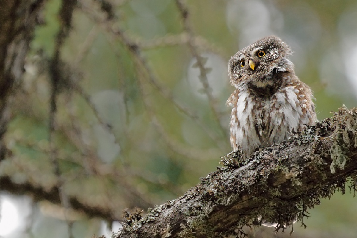 Il folletto dei boschi