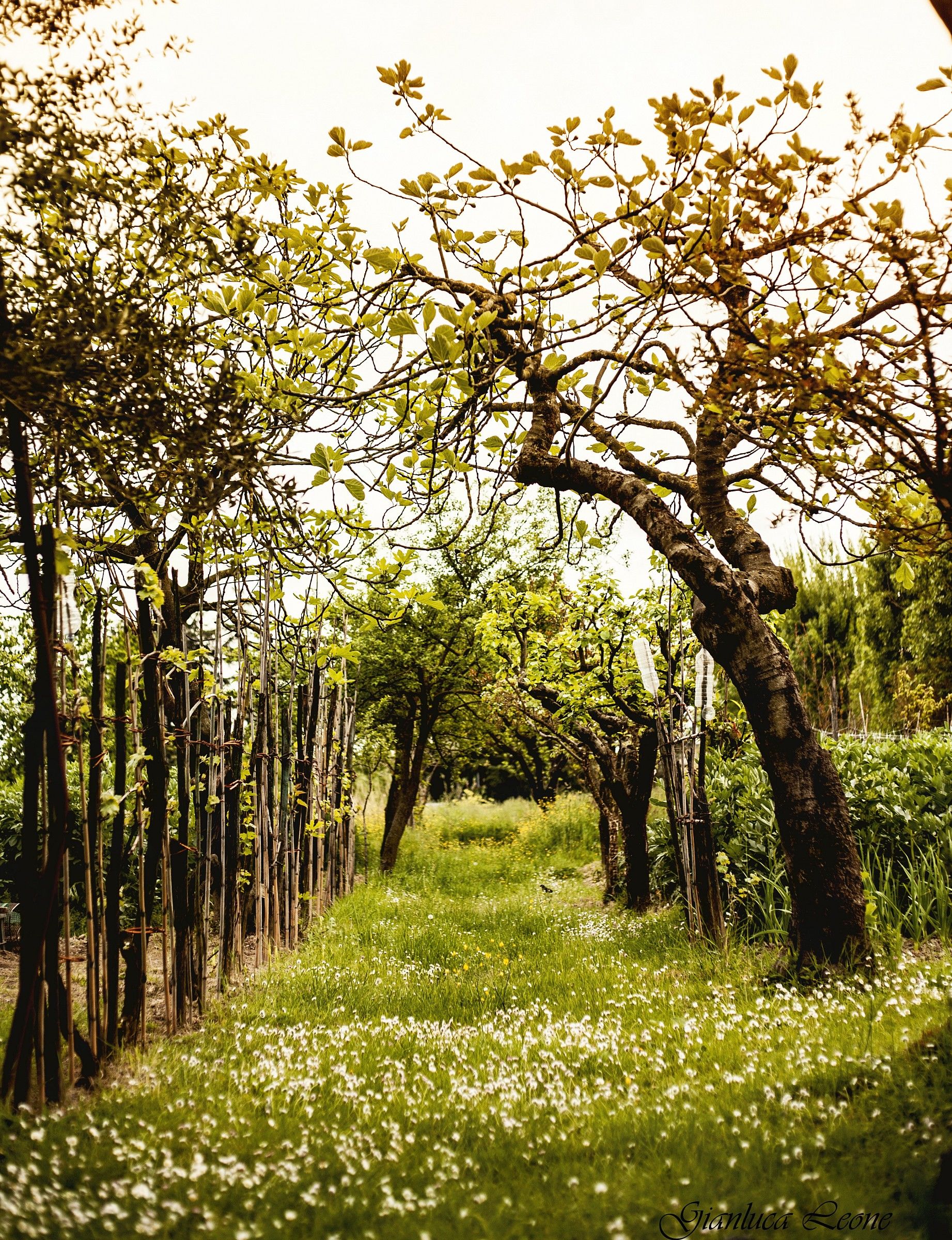 sentiero di campagna