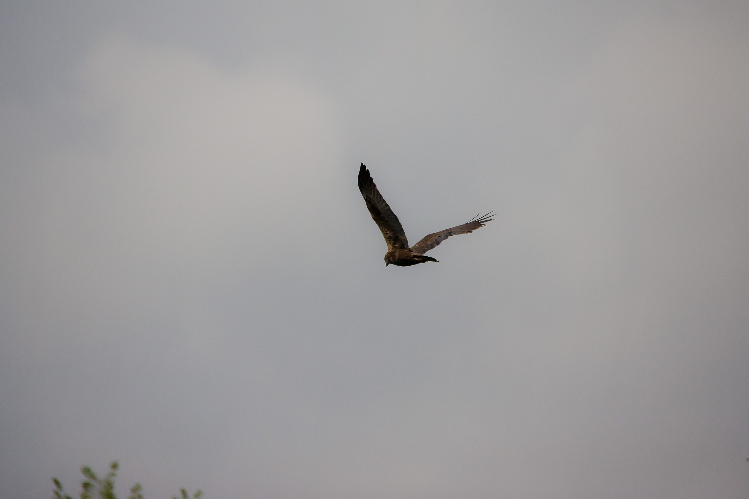 Marsh Harrier in noale