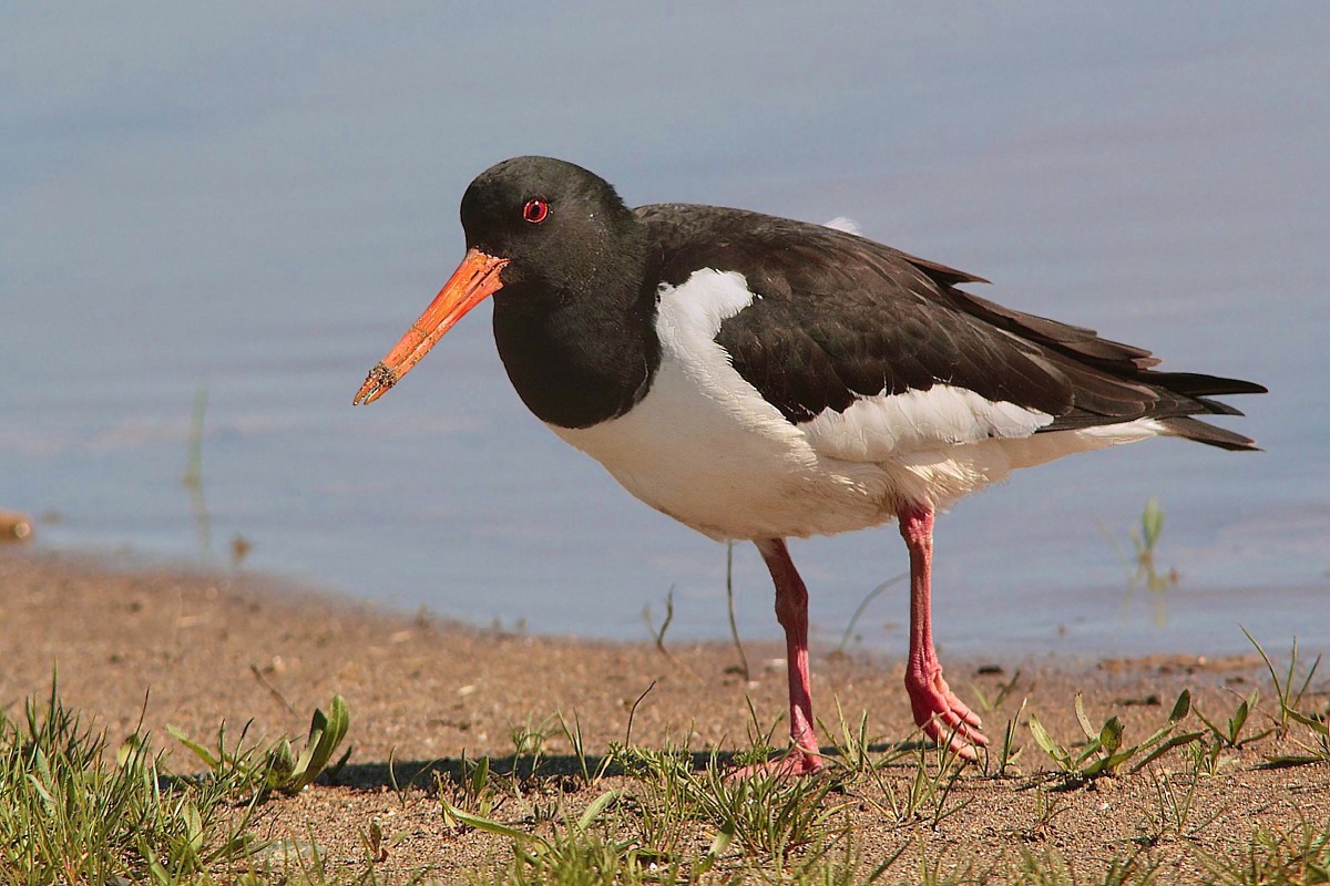 My first oystercatcher