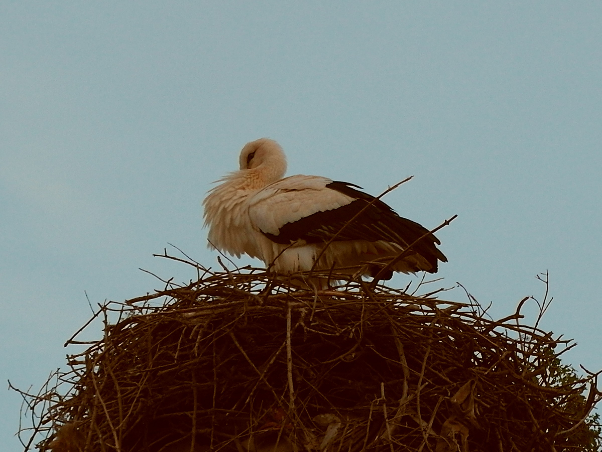 White Stork