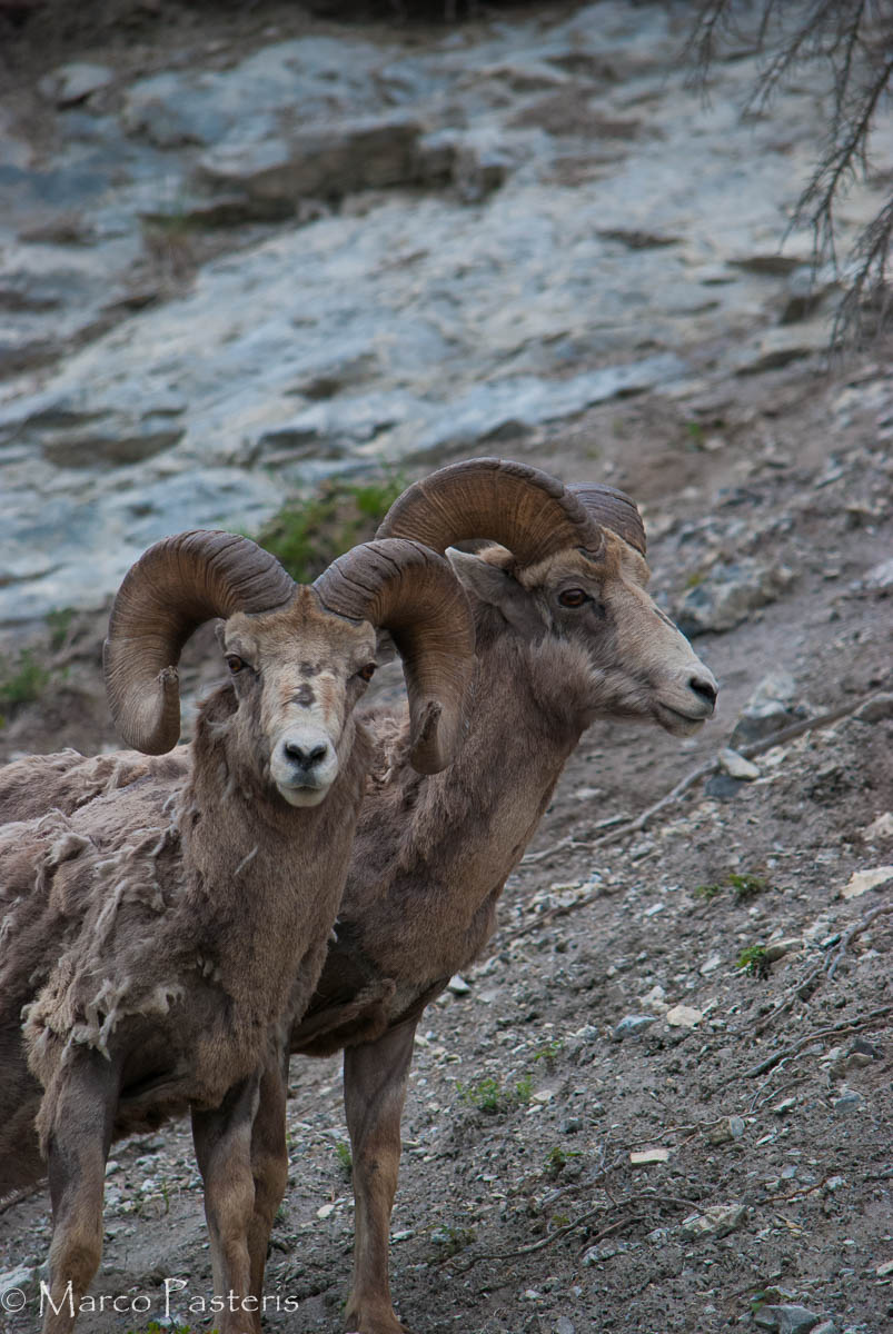 Rocky Mountain sheep (Ovis canadensis)