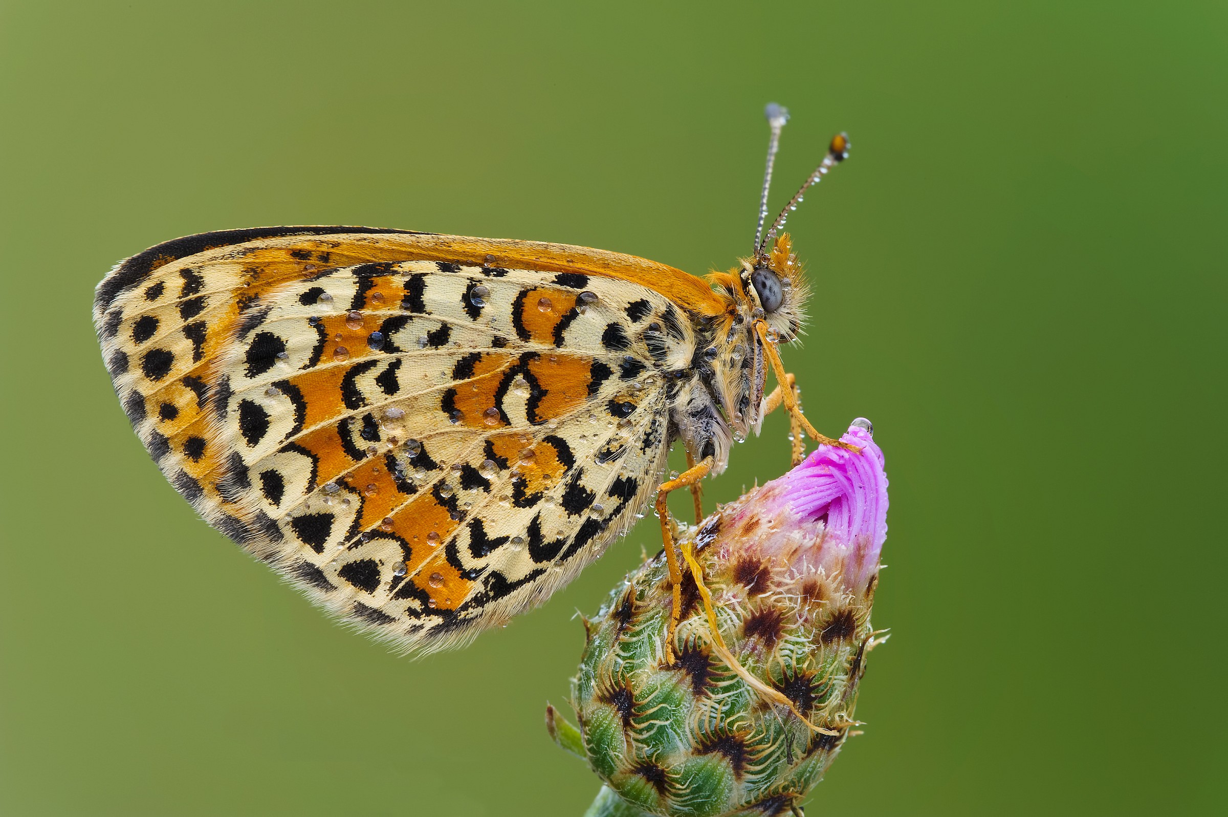 Melitaea