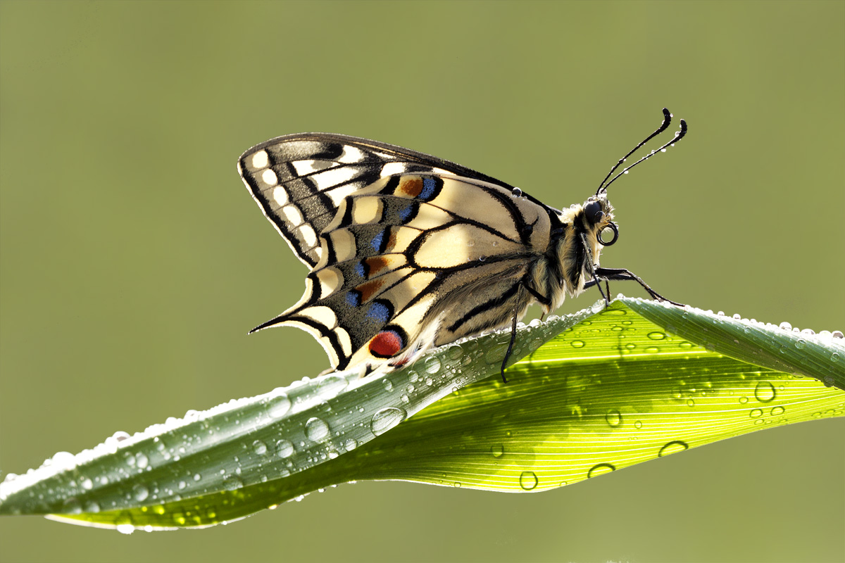 Machaon 2012