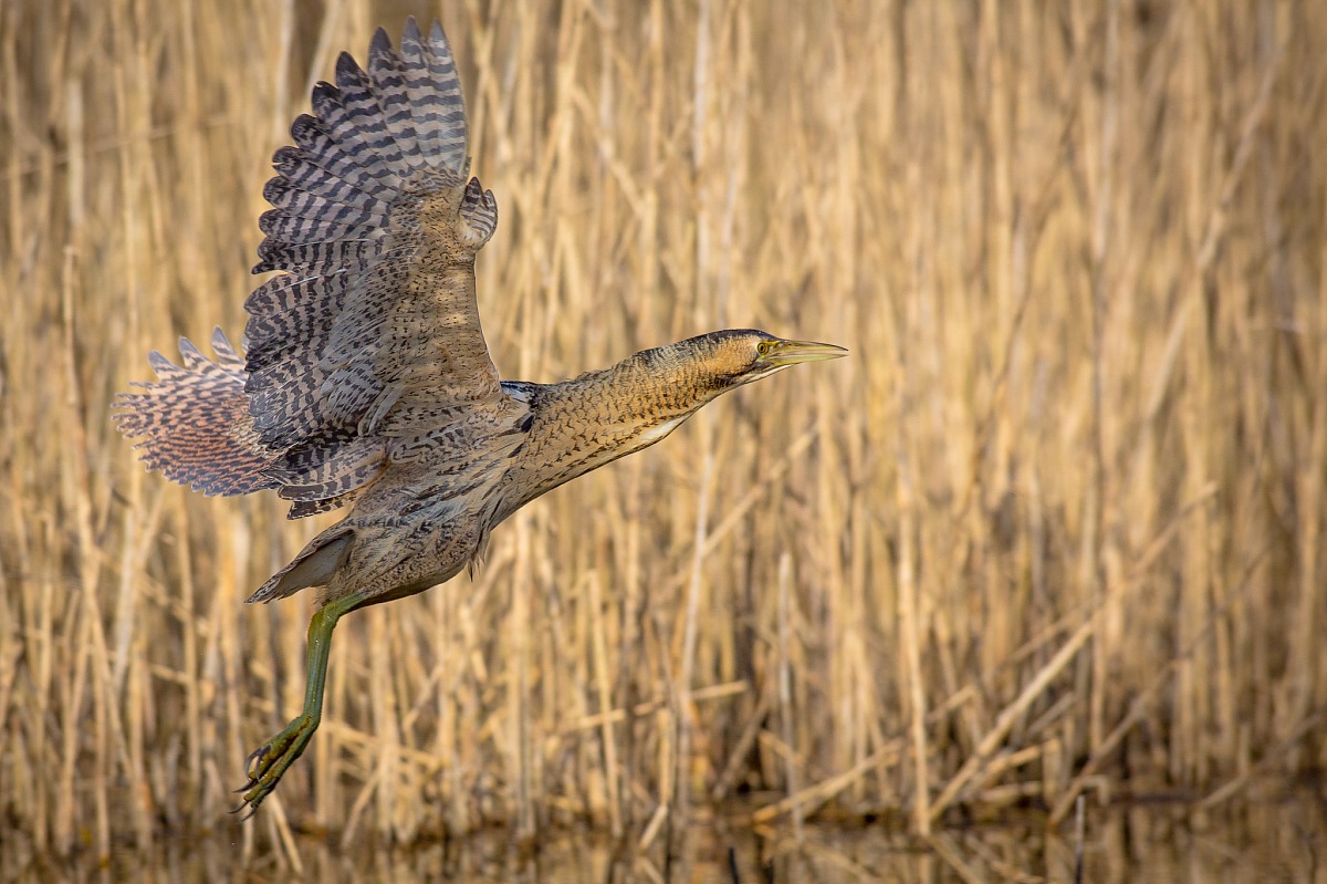 Bittern in flight