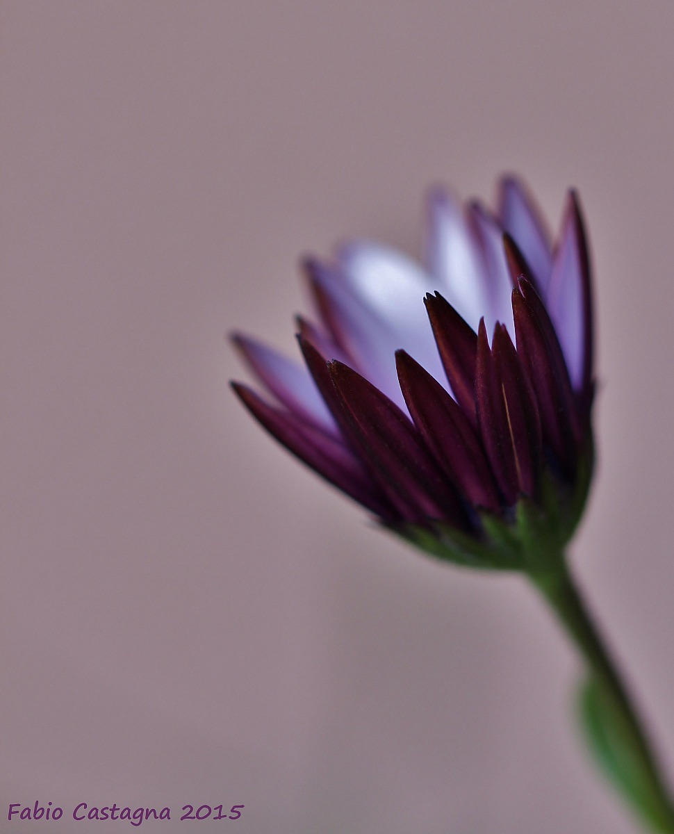 Purple daisy