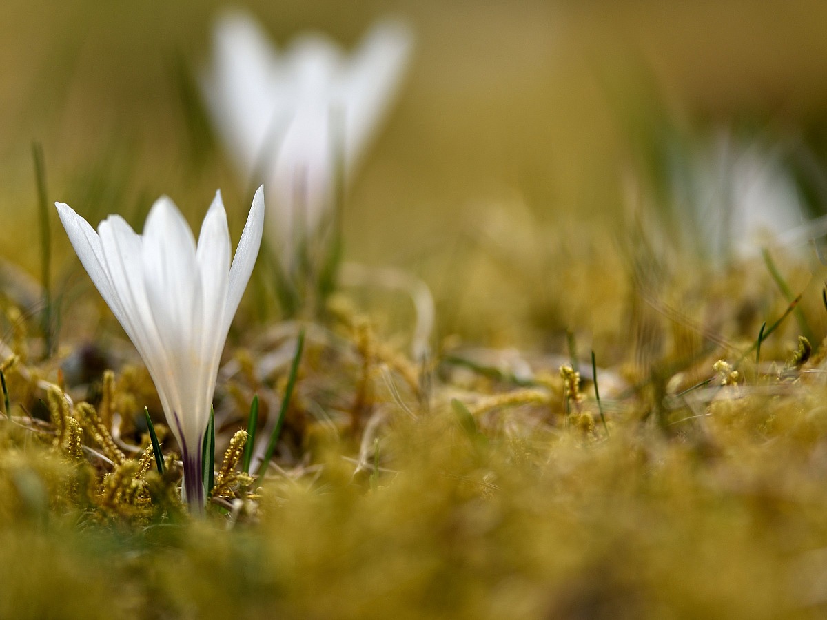 Crocus 2