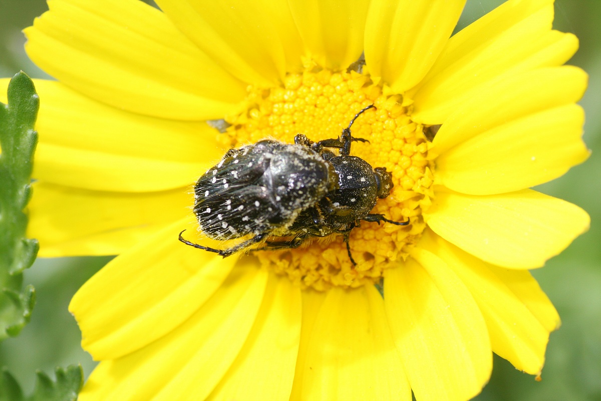 Macro photography ... porn ... :-)