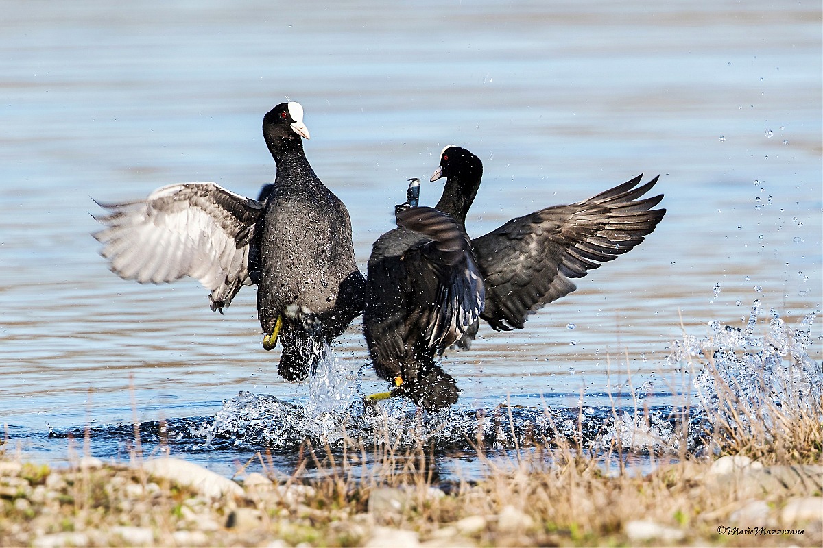 Brawl between coots