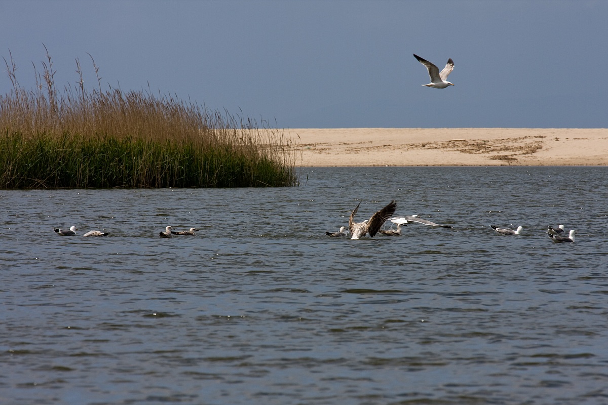 Foce del fiume Coghinas (ss)