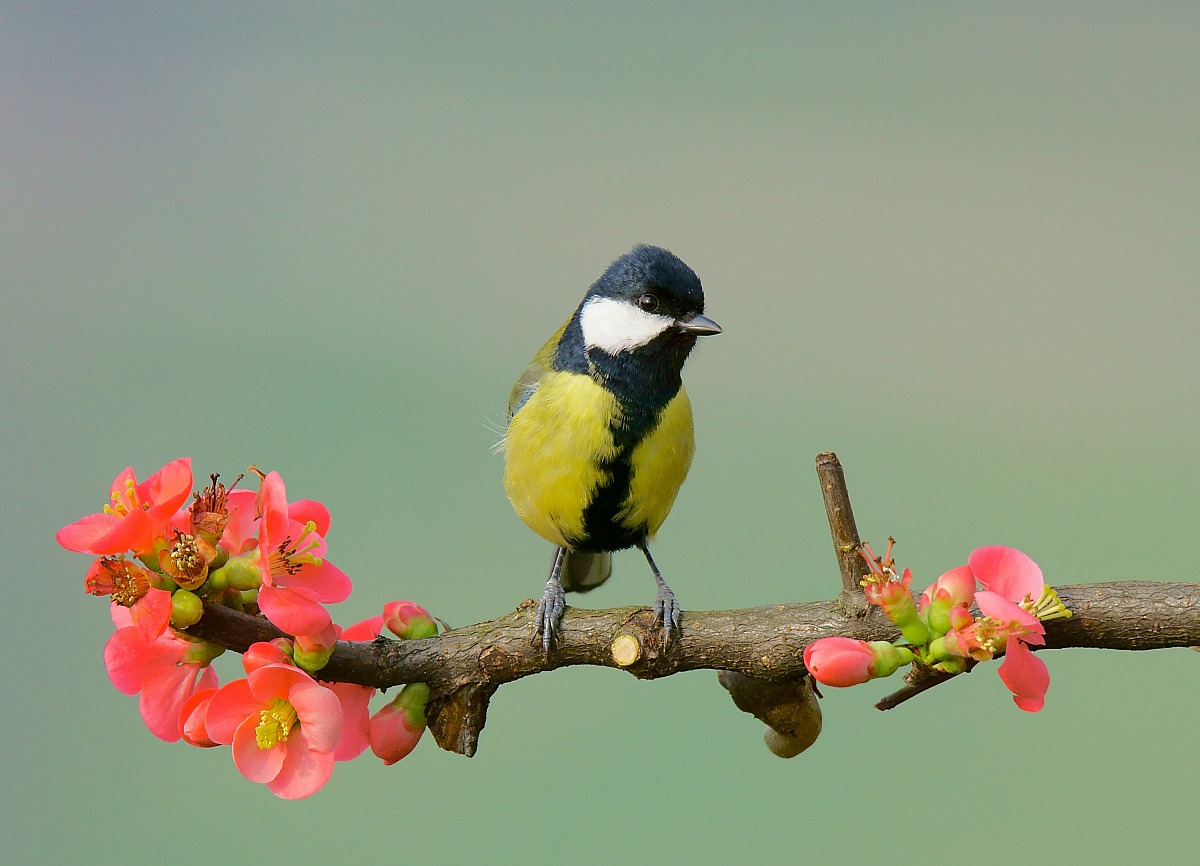 Great Tit