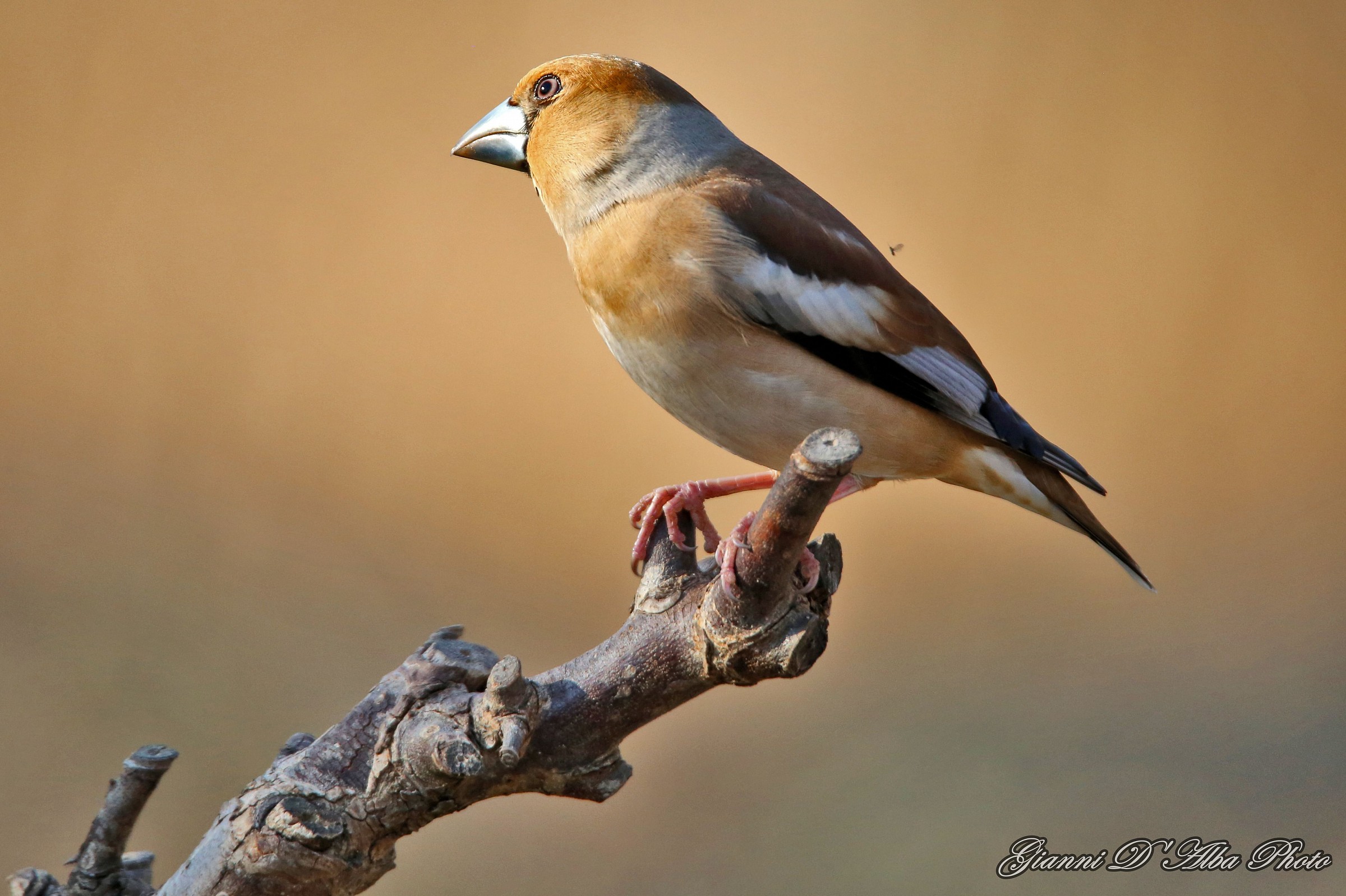 Il bellissimo Frosone.