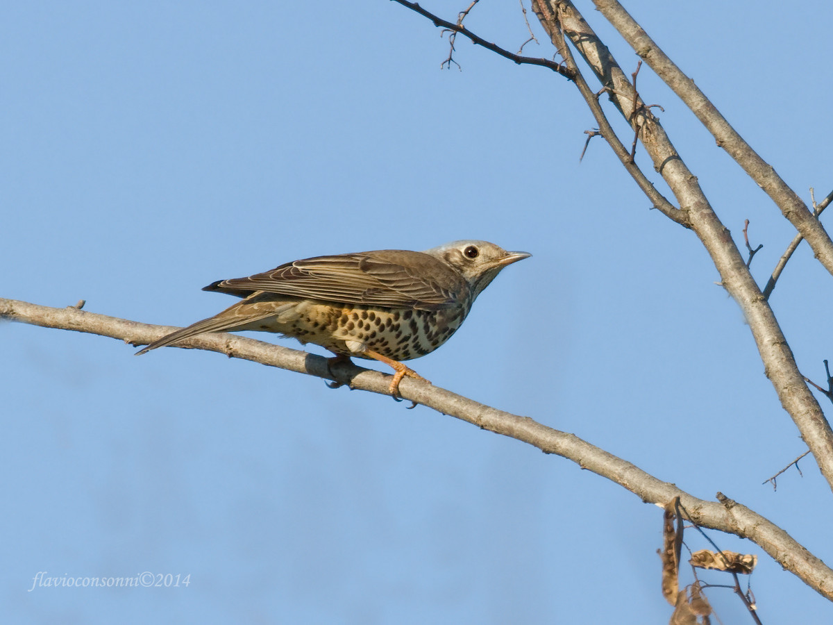 Mistle Thrush
