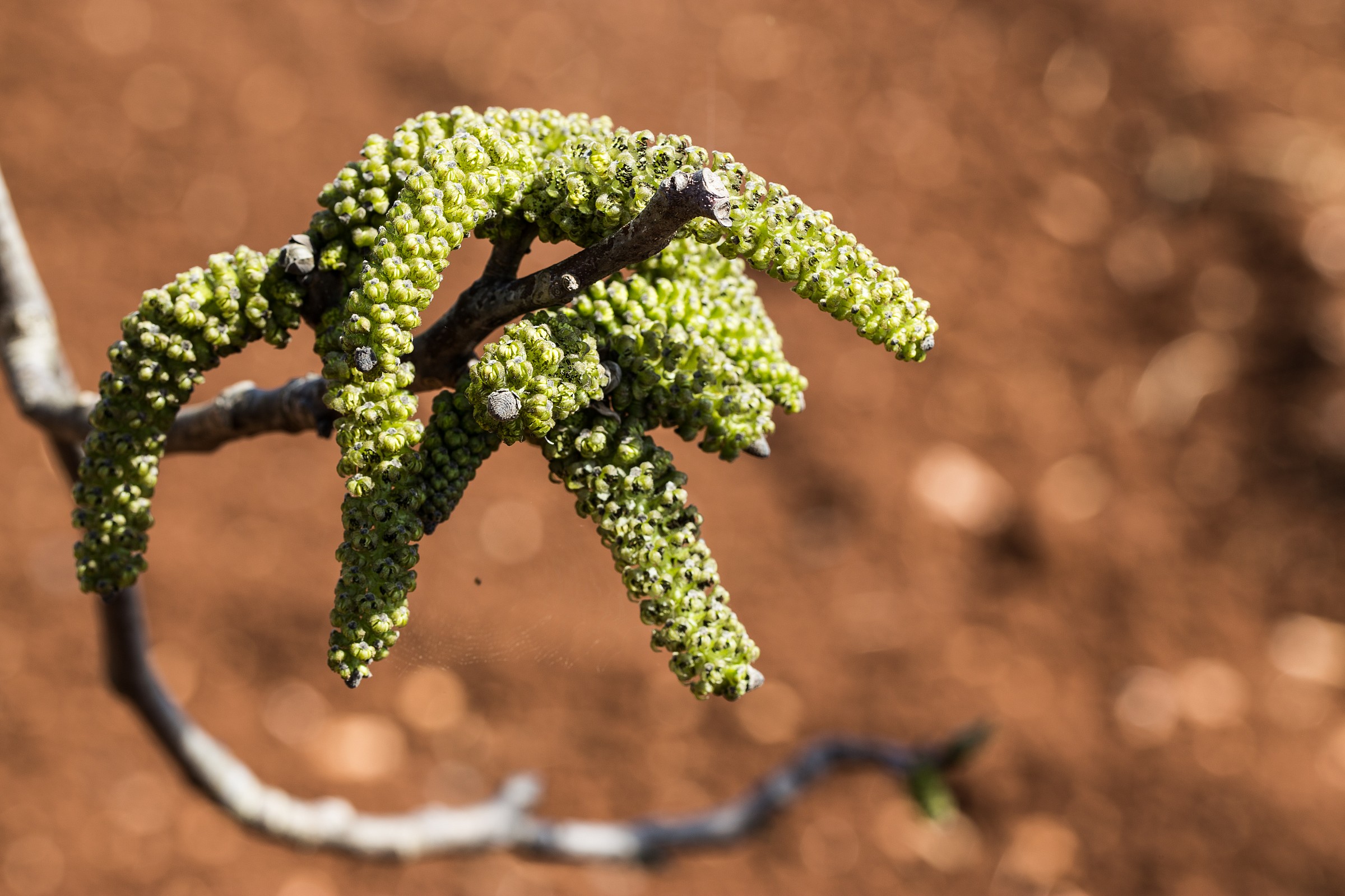 inflorescence walnut