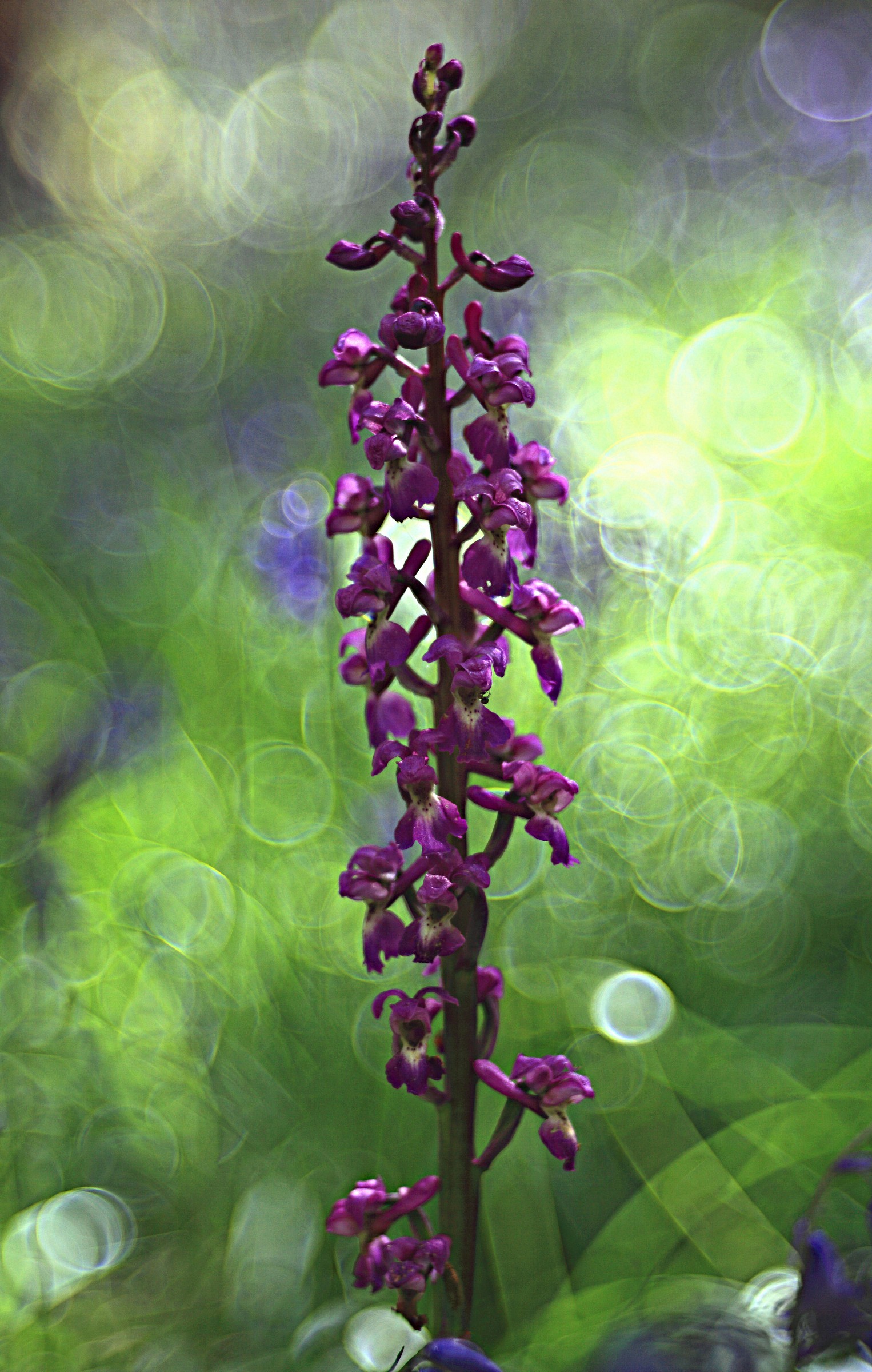 Orchis mascula