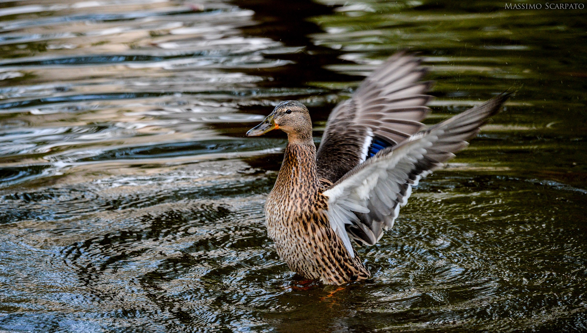 Germano reale femmina