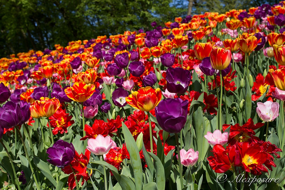 I giardini di Marzo si riempiono di nuovi colori