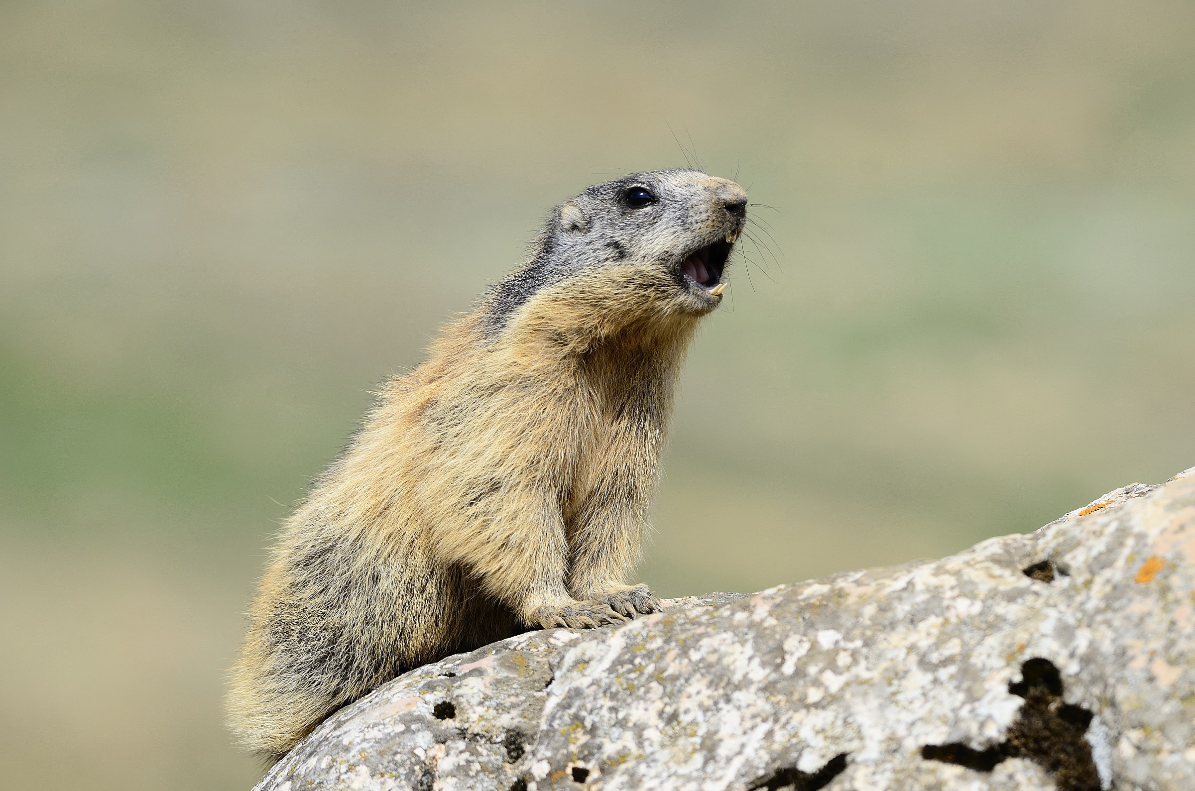 marmotta