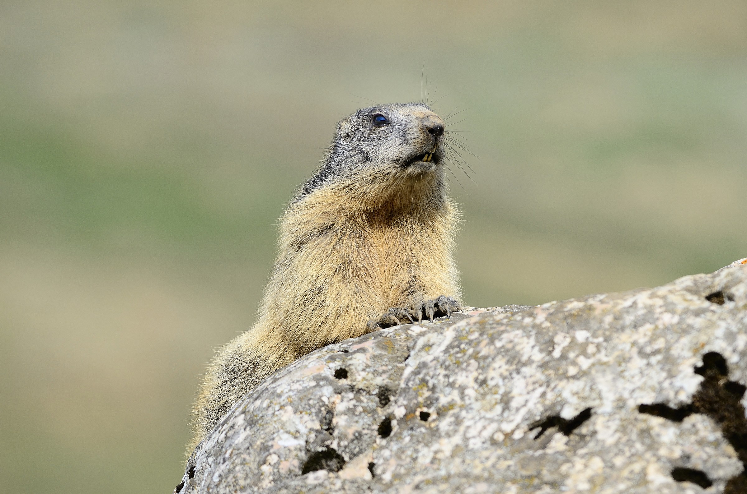marmotta