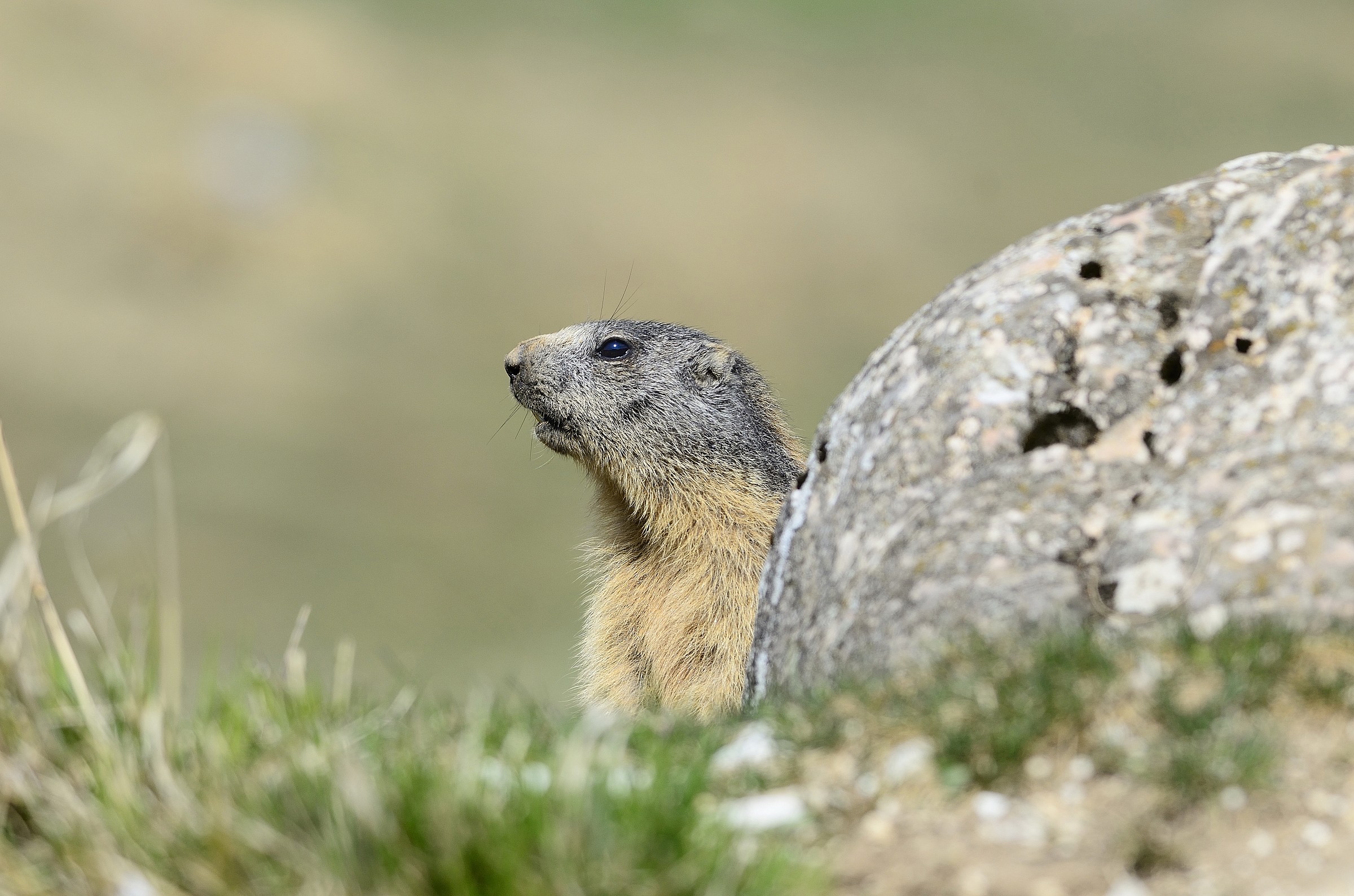 marmotta