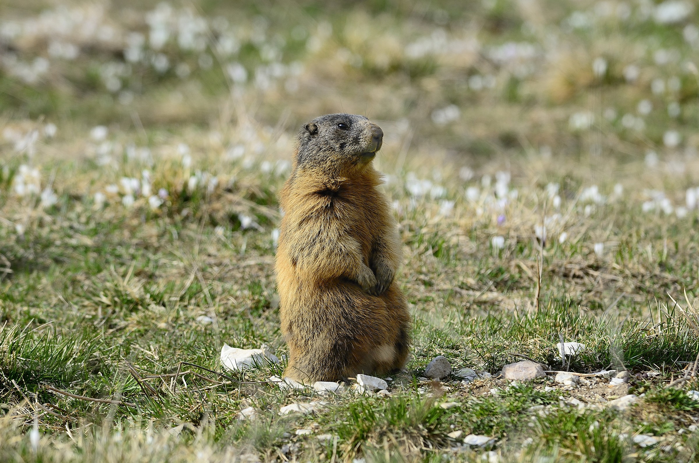 marmotta