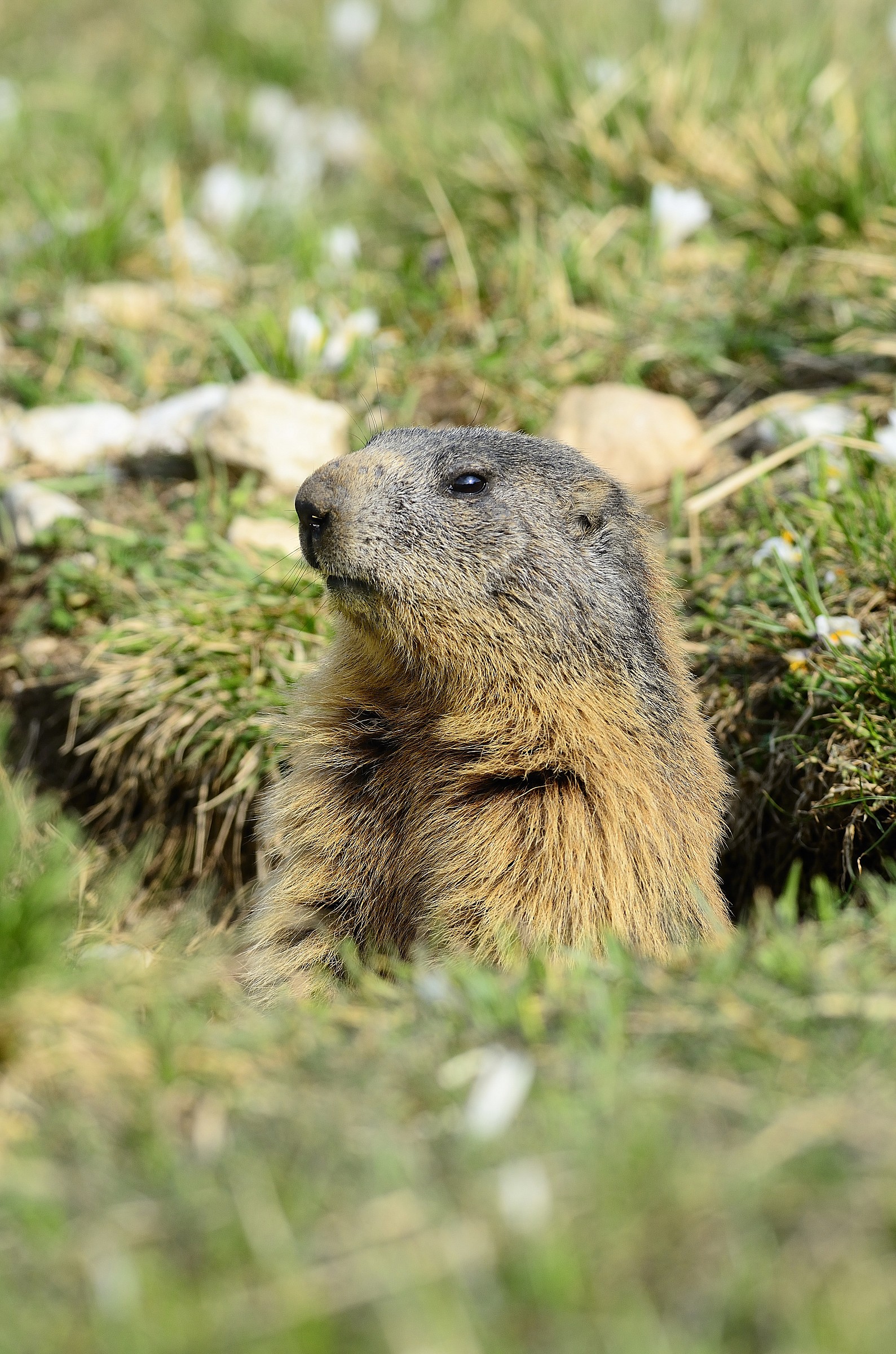 marmotta